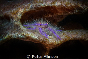 hairy squat lobster by Peter Allinson 